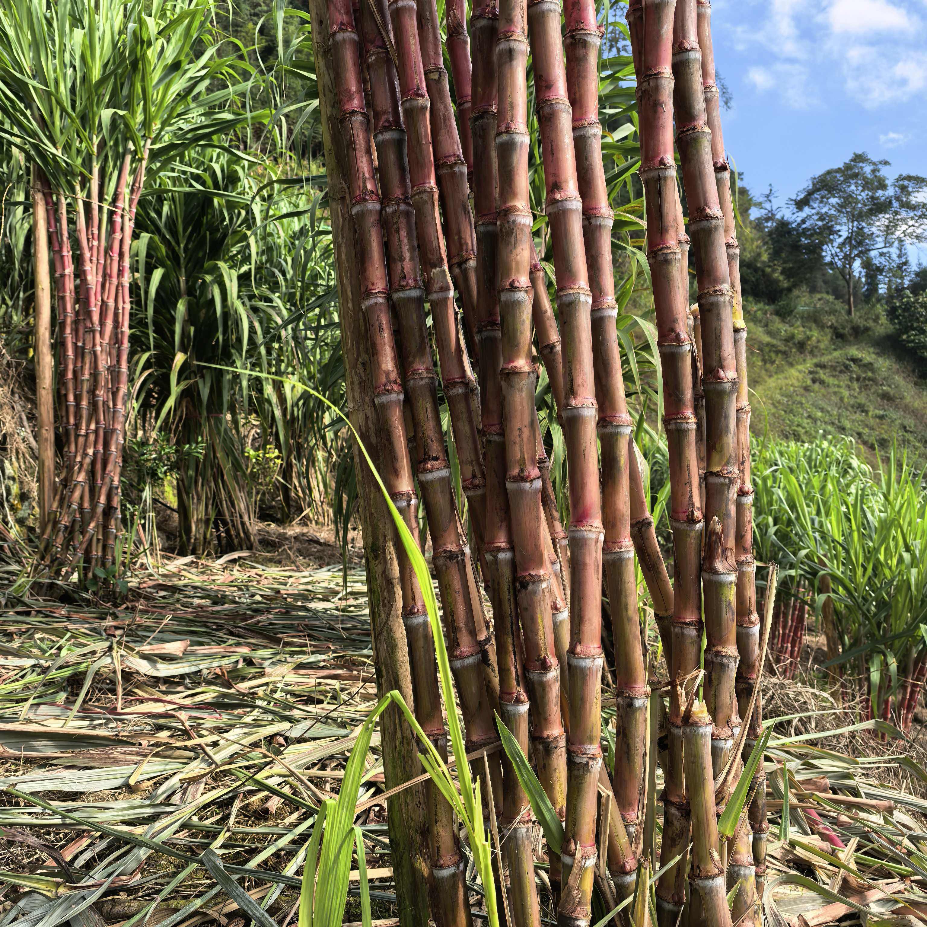 爆汁甘蔗脆皮包邮脆甜