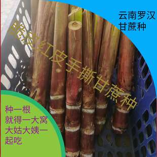 可盆栽正宗云南桥头罗汉蔗种苗新鲜每根3到5个芽红皮甘蔗种子