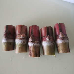 云南桥头超甜罗汉甘蔗红皮甘蔗新鲜接头可盆栽包邮种子接头易活