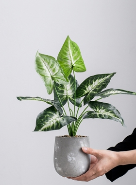 仿真植物盆栽室内桌面装饰摆件