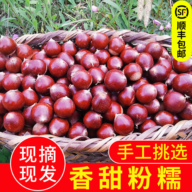 2021 fresh Jianou Chestnut Hazelnut wild Chestnut Oil chestnut baked chestnut Chinese chestnut castanea mollissimain the Aquatic meat/Fresh fruits and vegetables/Cooked , Fresh vegetables/Vegetable products , Fresh vegetables , Fresh Chestnut category - from Buy2taobao.com to provide professional Taobao agent buy service