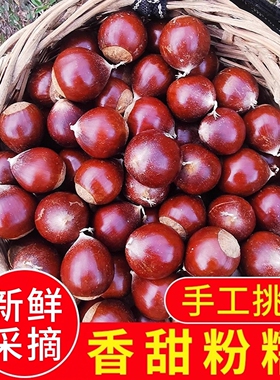 【顺丰包邮】2025年建瓯锥栗新鲜现摘圆尖栗子高山毛栗子油栗板栗