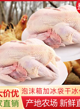 土鸡整箱批发三黄鸡整只新鲜白条鸡农村散养鸡冷冻卤味食材商用