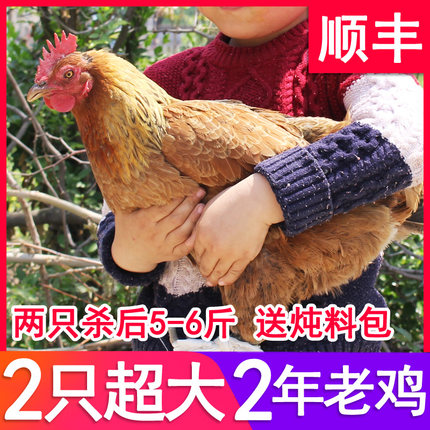 现杀散养2年超大土鸡黄油老母鸡农村草鸡农家笨鸡走地鸡新鲜整鸡