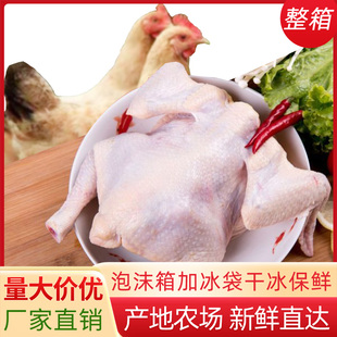 西装鸡商用整箱批发生鲜炸鸡去头去爪烧烤白条鸡肉三黄土鸡童子鸡