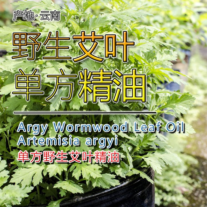 大理野生艾叶精油15mL