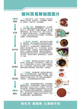 眼科简易解刨图海报展板虹膜眼睛的结构与功能人体感觉器墙贴纸