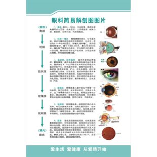眼科简易解刨图海报展板虹膜眼睛的结构与功能人体感觉器墙贴纸