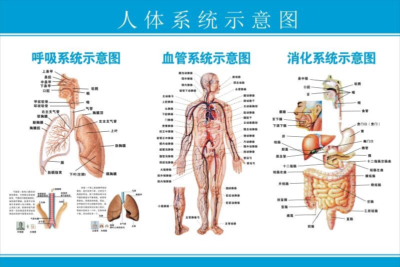 人体系统示意图挂图人体结构器官解剖图 呼吸血管消化系统示意图