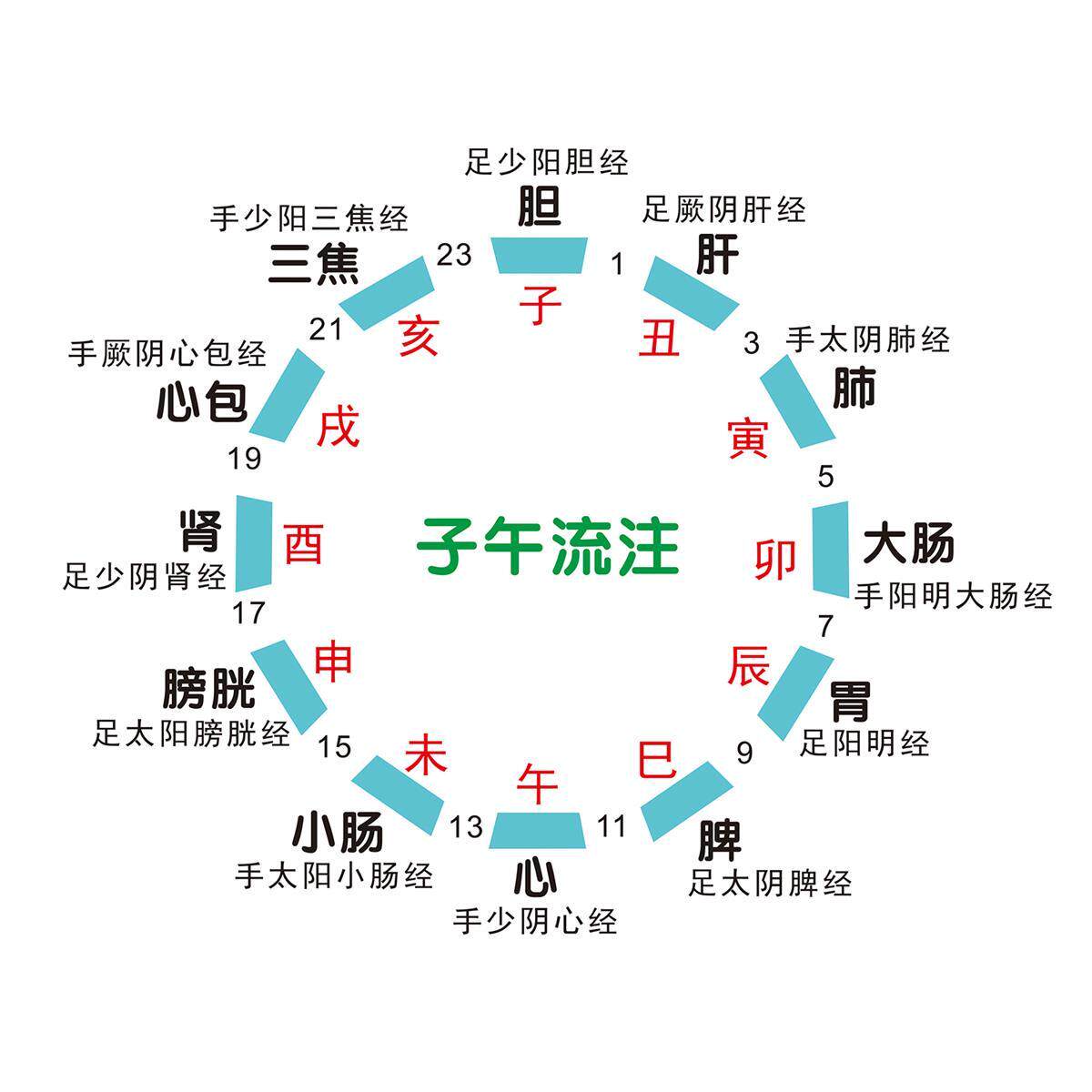 中医的子午流注贴纸五行与五脏海报海报养生馆美容院海报自粘贴画