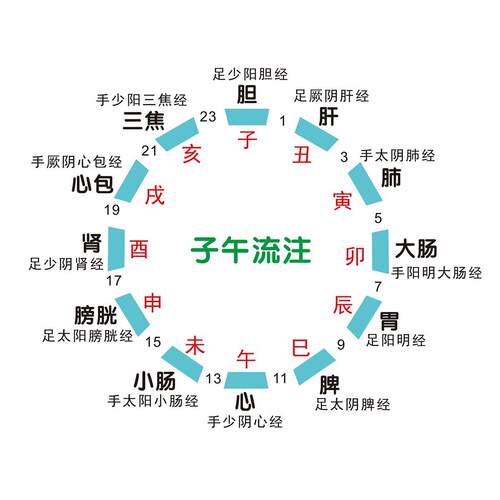 中医的子午流注贴纸五行与五脏海报海报养生馆美容院海报自粘贴画