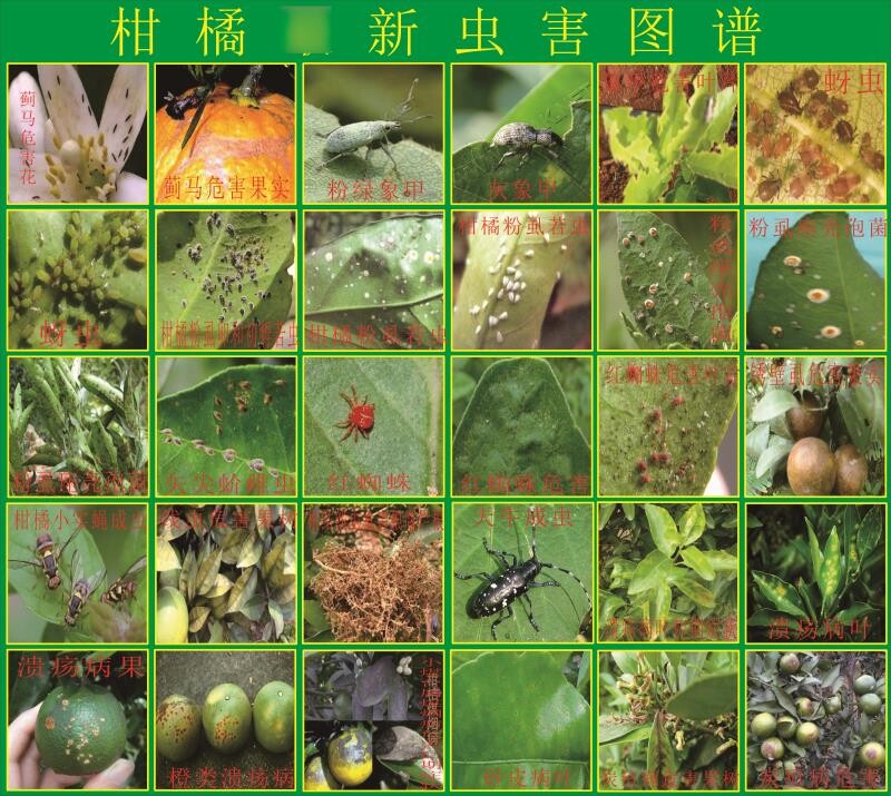 柑橘主要病虫害发生规律与防治柑橘病虫害防治海报农作物杂草图谱
