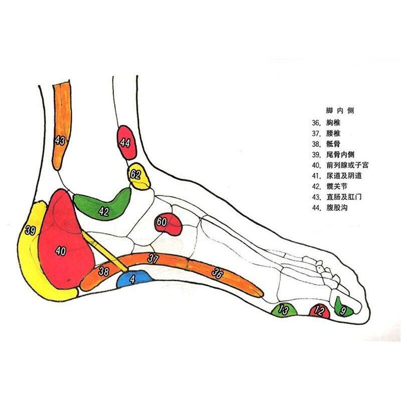 脚内侧海报展板脚背三叉神经,颞叶挂图装饰画墙贴墙纸贴纸