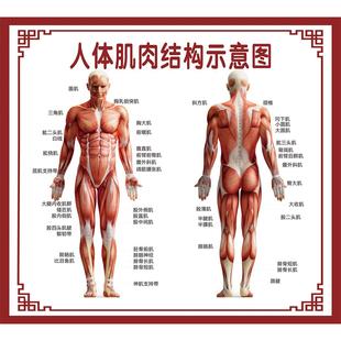 海报定制人体肌肉结构示意图贴纸KT板骨骼示意图常用穴位参考图