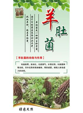 野生蘑菇食用菌香菇牛肝菌羊肚菌美食功效药效介绍海报展板广告画