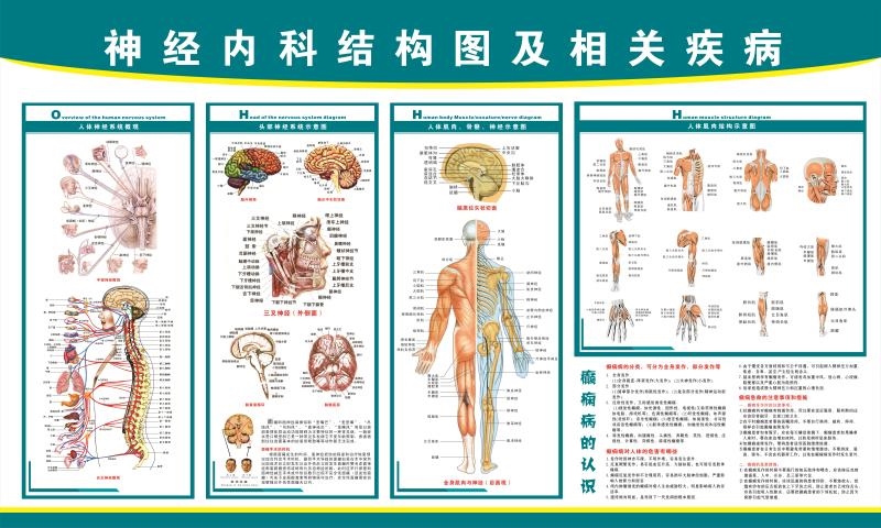 中医艾灸针灸人体穴位图人体经络穴位标准大图挂图骨骼示意图