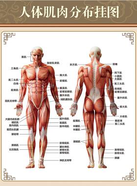 人体肌肉结构图挂画健身房布置墙贴装饰画身体背面正面分布图