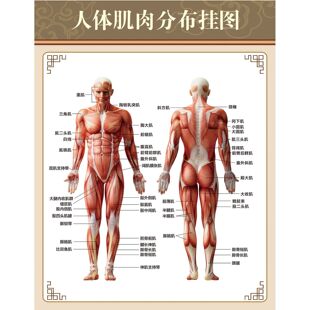 人体肌肉结构图挂画健身房布置墙贴装饰画身体背面正面分布图