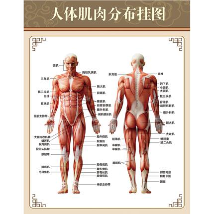 人体肌肉结构图挂画健身房布置墙贴装饰画身体背面正面分布图