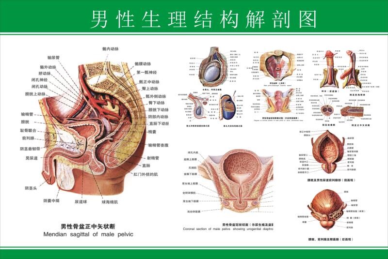 男女泌尿生殖器解剖图女性生殖系统图人体器官知识挂图宣传海报