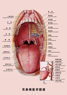 内耳模式图海报展板外耳、中耳及内耳联系示意图耳鼻喉医学图谱