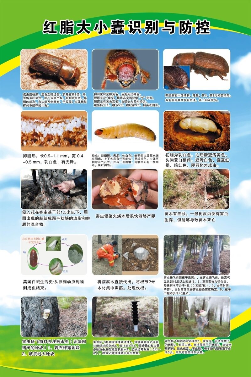 红脂大小蠹识别与防控海报展板怎样防治玉米田地下害虫墙贴墙纸