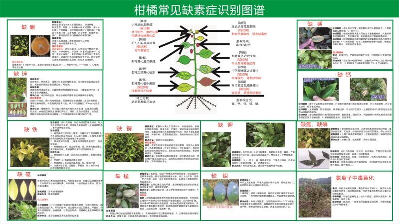 柑橘常见缺素症识别图谱挂图海报墙贴纸橘子柑橘树常见病虫害图谱