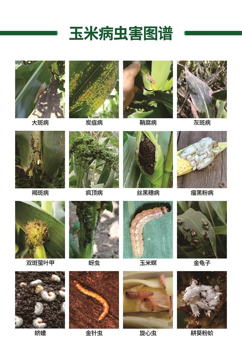 玉米病虫害图谱挂图防治技术图海报墙上贴图印制展板写真喷绘墙贴