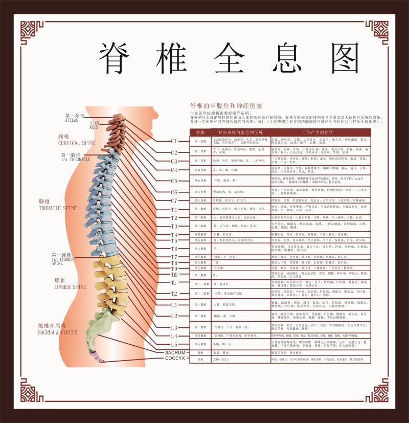脊椎全息图人体脊柱相纸疾病示意图中医养生医学健康挂图海报