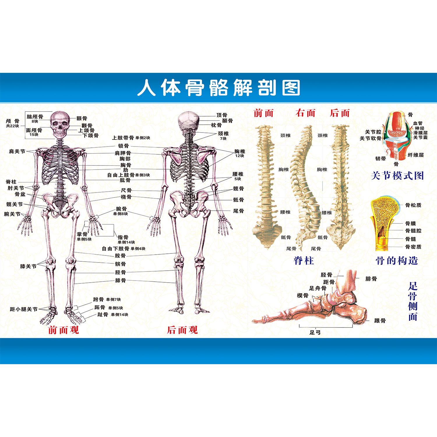 人体骨骼结构挂图脊柱图高清医用教学示意图人体肌肉内脏解剖图