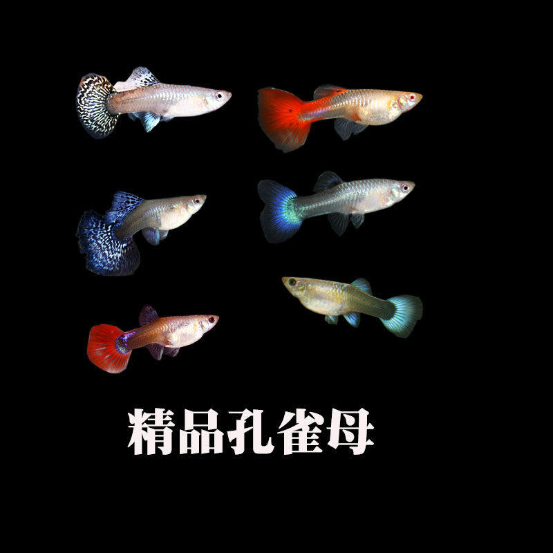 活体精品小型大尾热带鱼好养观赏鱼耐活胎生红草孔雀鱼