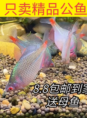 活体小型鱼苗原生群游鱼好养淡水观赏鳑鲏鱼七彩石旁皮除藻冷水鱼