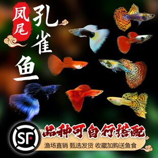 精品红蕾丝玻璃猫高端热带鱼玻璃孔雀鱼进口观赏鱼短体球体小型