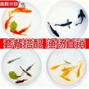 锦鲤鱼花草金鱼活体鱼黄金龙凤黄金锦鲤白金龙凤黑锦鲤冷水鱼套a7