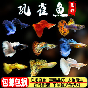 孔雀鱼孕母大号品种观赏鱼小型热带鱼活体淡水好养耐活凤尾耳朵