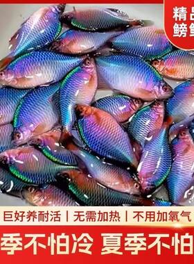 广东齐氏鱊原生缸原生鱼鳑鲏淡水鱼冷水齐氏鳑鲏鱼汕尾原生态鳑鲏