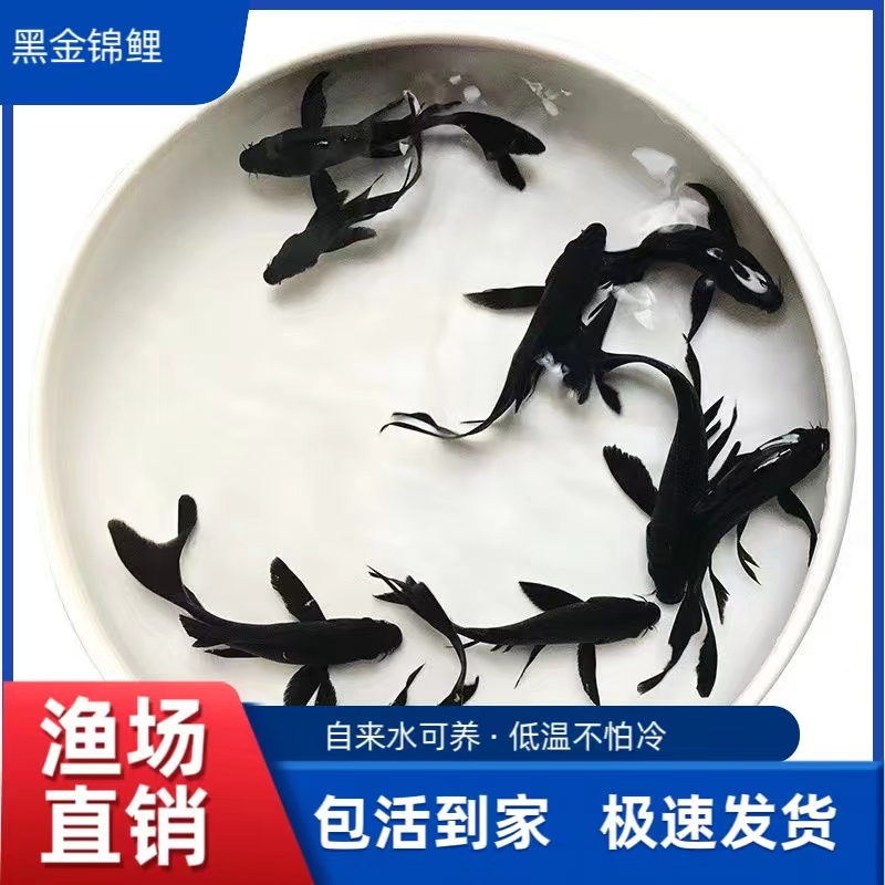 黑色锦鲤鱼黑金锦鲤长尾龙凤乌金风水鱼冷水锦鲤金鱼活鱼精品锦鲤