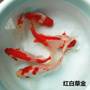 红白草金鱼红鲫鱼冷水观赏鱼金鱼宠物鱼活体鱼淡水鱼懒人鱼包活a3