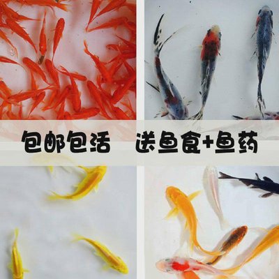 小金鱼苗观赏鱼冷水耐活好养鱼淡水红白锦鲤活鱼小型鱼草金鱼活a2