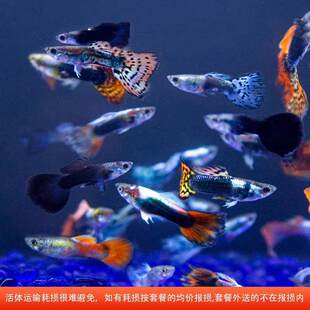 精品新款红头玻璃猫孔雀鱼深海蓝贵族凤尾短体爆款学生版易繁殖苗