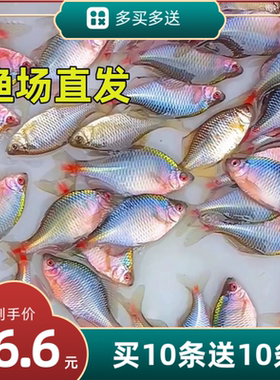 除丝藻群游原生鱼易活不加温七彩鳑鲏鱼发色冷水观赏鱼高体旁皮鱼