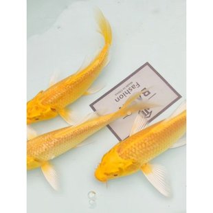 招财黄金龙凤锦鲤小金鱼冷水淡水观赏鱼好养耐活a3