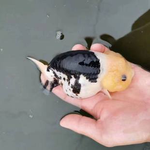 精品兰寿观赏鱼懒人养不死淡水冷水金鱼活鱼奶牛玉兔水墨包活包a3