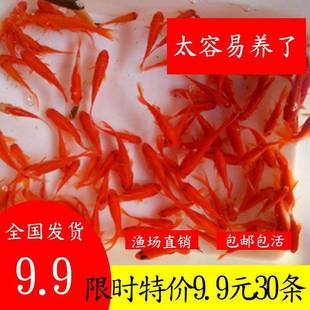 草金鱼苗红鲫鱼活体金鱼冷水鱼观赏鱼活鱼龙鱼乌龟饲料花鲫锦鲤a3