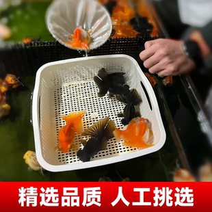 精品观赏鱼龙鱼兰寿金鱼活鱼百褶泰狮耐活好养冷水鱼观赏鱼泰狮a7