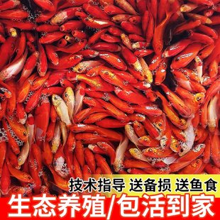 草金鱼红草鱼观赏鱼小金鱼龙鱼饲料鱼冷水鱼网红罐罐鱼活体摆摊a1