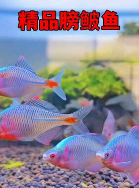 中华彩石鳑鲏鱼旁皮鱼原生冷水广温淡水鱼溪流鱼群游好养易活吃藻