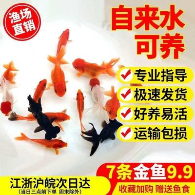 小金鱼活鱼观赏鱼冷水淡水红草鱼锦鲤鱼好养耐活鱼苗新手纯种金a8