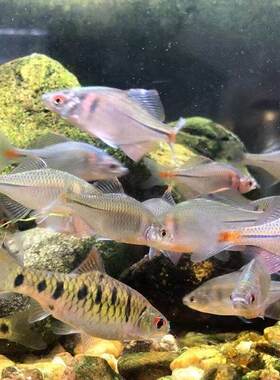 原生鱼鳑鲏鱼观赏鱼冷水鱼七彩高体旁皮鱼活体小型淡水鱼除藻好养