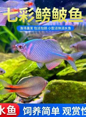 鳑鲏鱼好养原生鱼高体七彩旁皮观赏鱼除藻冷水淡水活体小型群游鱼